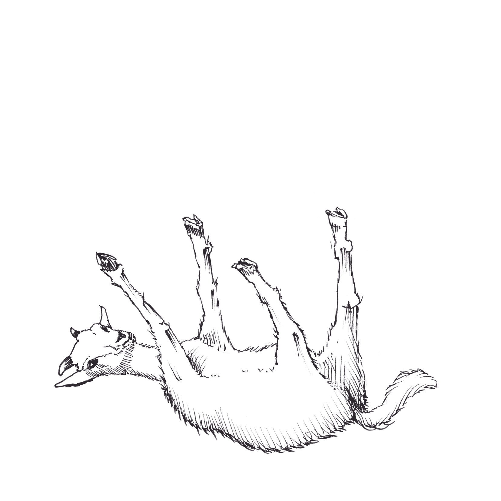 Baby Fainting Goats Gif