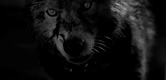 wolf-sy66