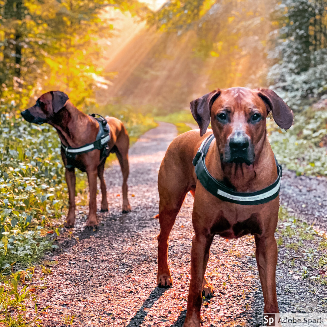 Rhodesian Ridgeback GIFs - Find & Share on GIPHY