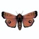 Grace Moth Avatar
