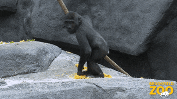 Pumpkin Gorilla GIF by Brookfield Zoo