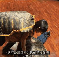 James Turtle GIF