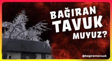 Evrim Tavuk GIF