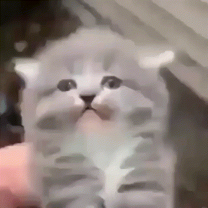Cat GIF