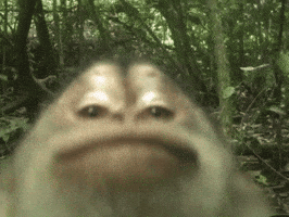 Monkey Webcam GIF