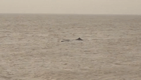 Sperm Whale Discovered Beached in Hunstanton