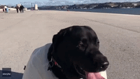 Dog in Sumo Suit Seeks a Sparring Partner
