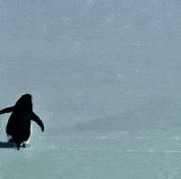 Penguin GIF