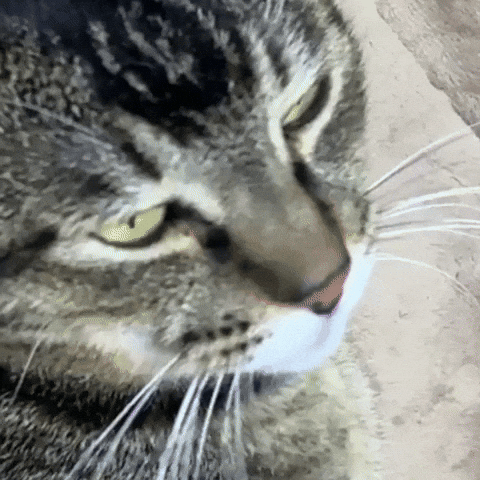 Cat Mood GIF