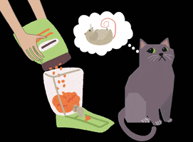 Cat Food Cats GIF by drjudymorgan