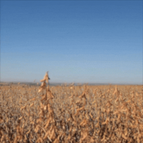 Agro Soja GIF by intactarr2pro