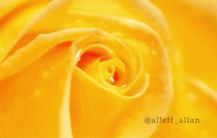 Flower Rose GIF