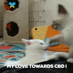White Cat Love GIF by Imaginal Biotech