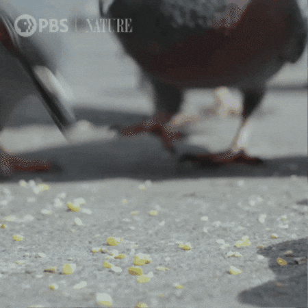 New York City Bird GIF by Nature on PBS