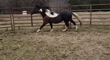 Tennessee Walking Horse GIF by BeYouCreate