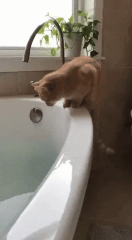 Cat GIF