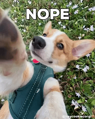 Dog No GIF