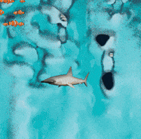 Poisson GIF