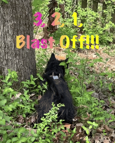 Blast Off Dog GIF
