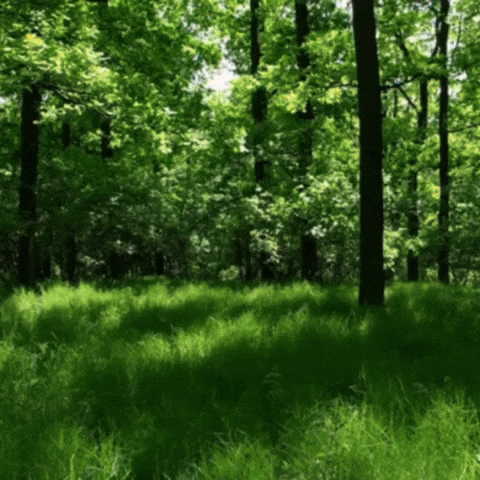 Nico Animation Meme GIF