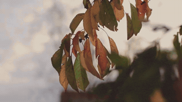 MAYALIANL GIF