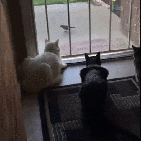 Clickforafrica GIF