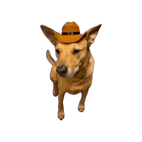 Dog Cowboy Sticker by nikvi