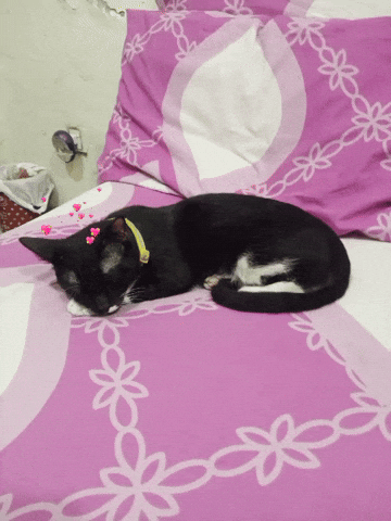 Cat GIF