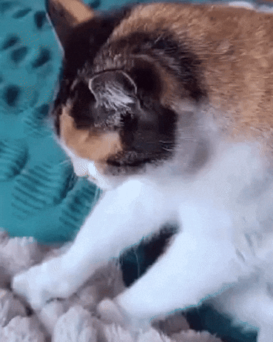 Beppe GIF by De Biosalon