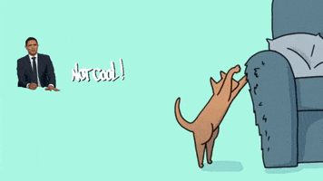 Cat GIF by mammamiacovers