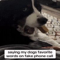 Dog Twitter GIF