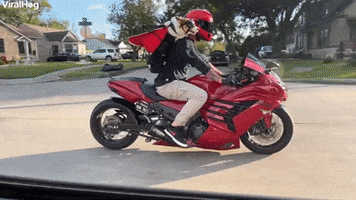 Corgi With Cape And Goggles Loves Motorcycle Rides GIF by ViralHog