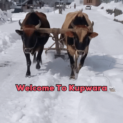 Kashmir GIF