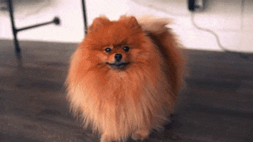 Dog Rainbow GIF by Aura Weaver