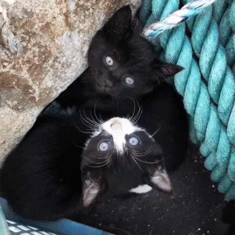 Happy Together GIF