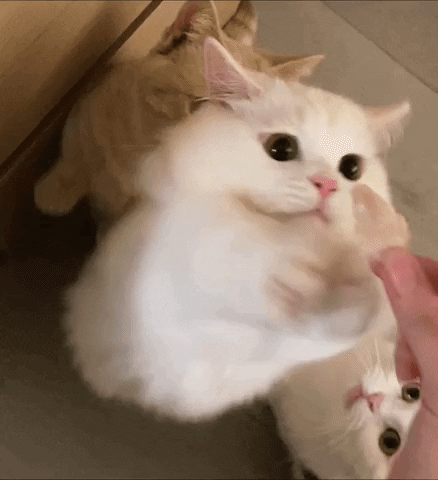 Give Me Cat GIF