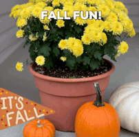 Fall GIF