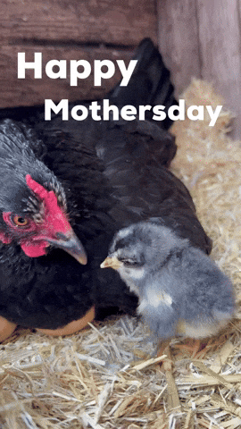 Happy Mom GIF
