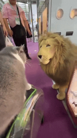 Cat Fight GIF