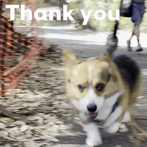 Dog Thank You GIF