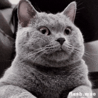 flashmao cat omg shocked surprised GIF