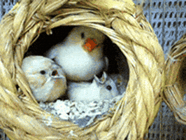 منصة دلتا GIF