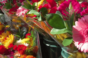 Flowers Colors GIF by This Bushwick Life