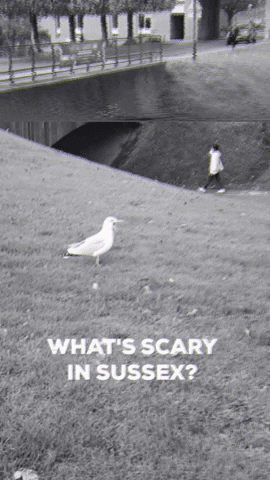 Seagull GIF by University of Sussex