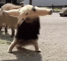 Capybara Anteater GIF
