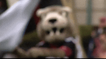 Rollpards GIF by Lafayette Leopards