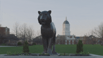 Tiger Campus GIF by University of Missouri