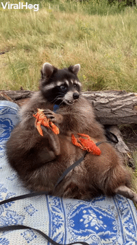 Super Sized Raccoon Fills up on Seafood
