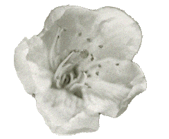 Blossomwatch Sticker by National Trust