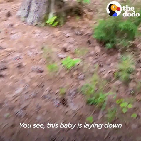 Baby Love GIF by The Dodo
